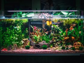 Aquarium Guide For Beginners - aquascaping