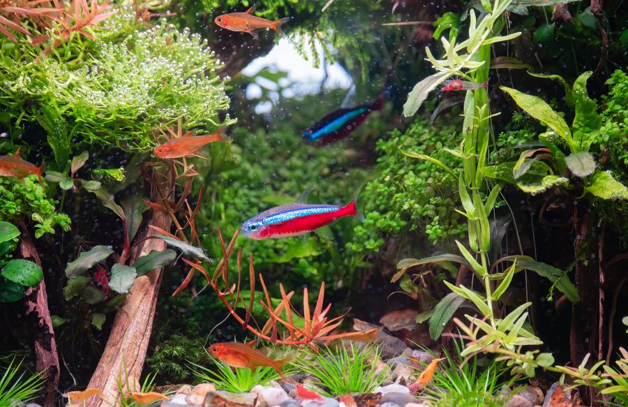 Aquarium Guide For Beginners - fish and plants Aquarium Guide For Beginners - fish and plants