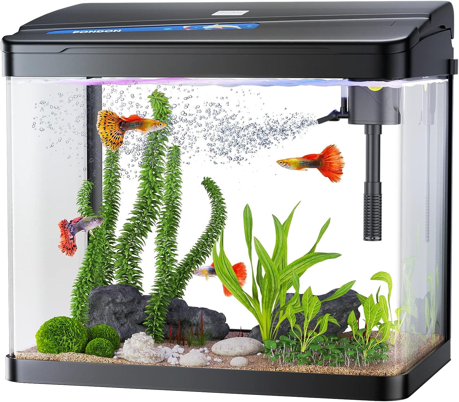 Aquarium Guide For Beginners glass tank Aquarium Guide For Beginners glass tank
