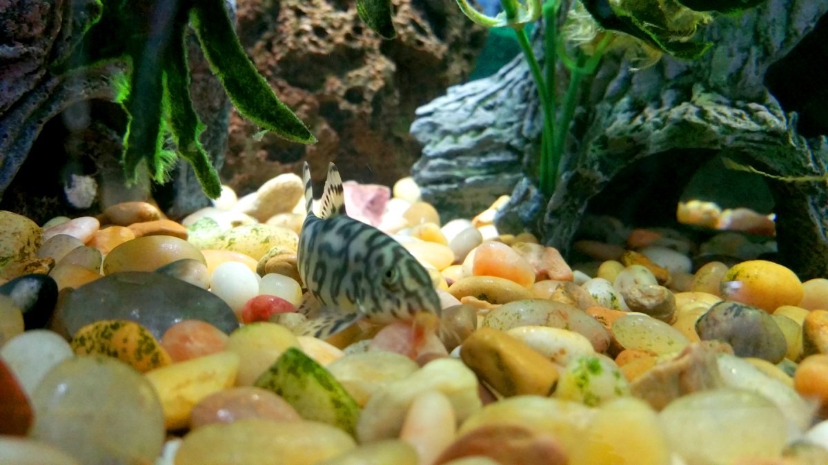 Aquarium Guide For Beginners substrate Aquarium Guide For Beginners substrate