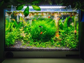 Aquarium Sizes 1 - aquatics kingdom