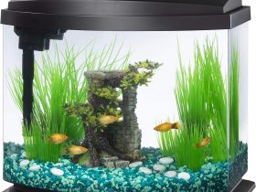 Aqueon LED MiniBow 5 Gallon Review 4