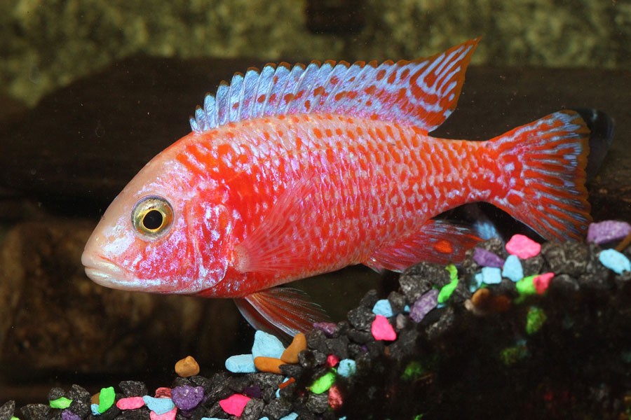 Cichlids