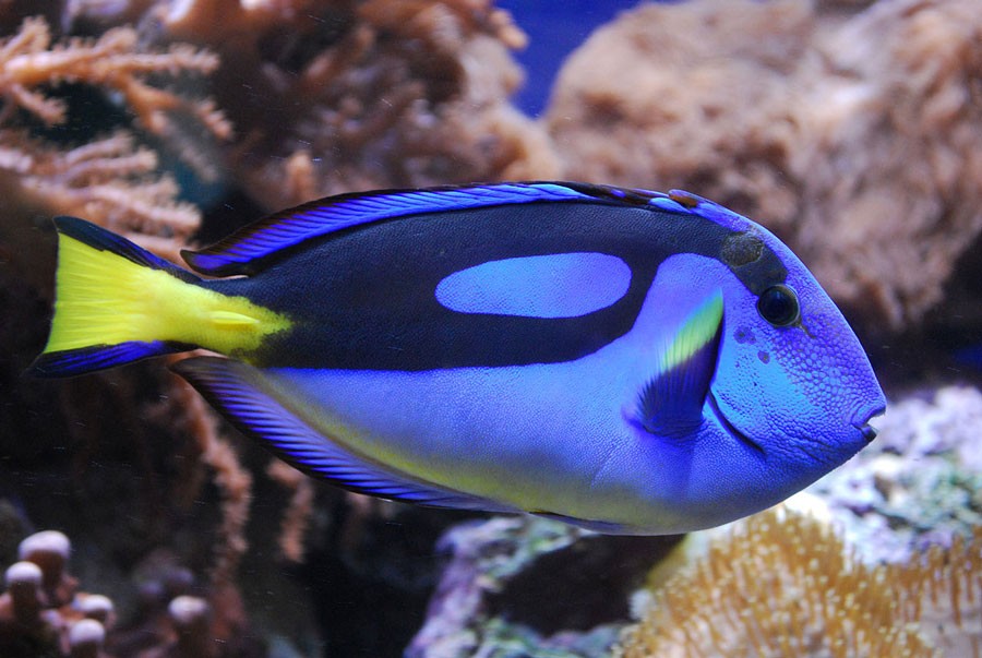 How Many Fish Can Be In a 55-Gallon Tank -tangs