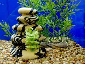 How-To-Clean-Gravel-In-a-Fish-Tank-1