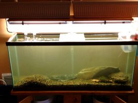Why Is My New Fish Tank Cloudy 1