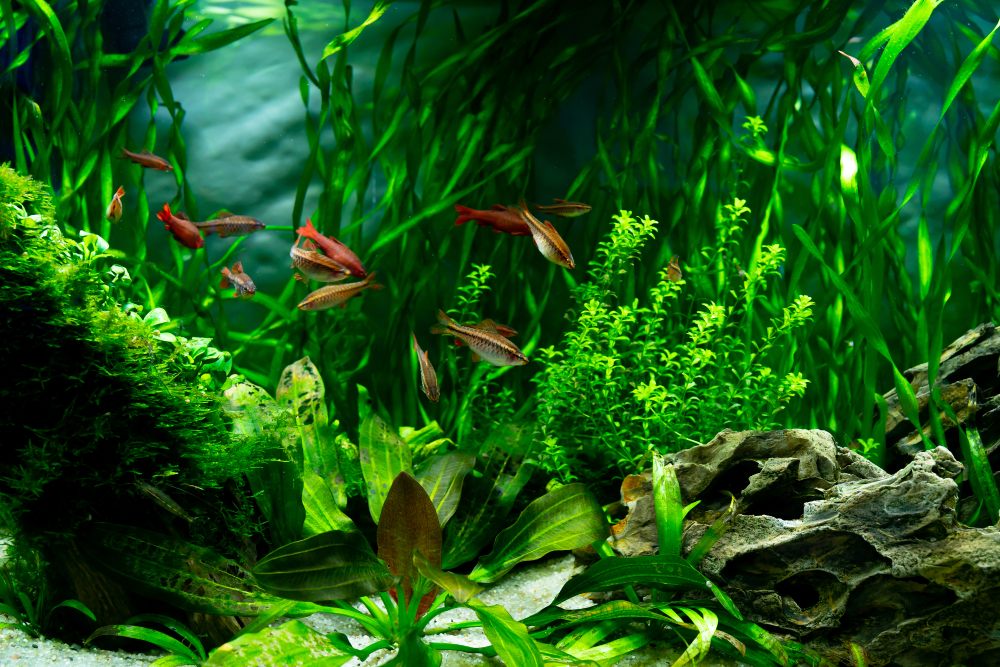 aquarium plants aquarium plants