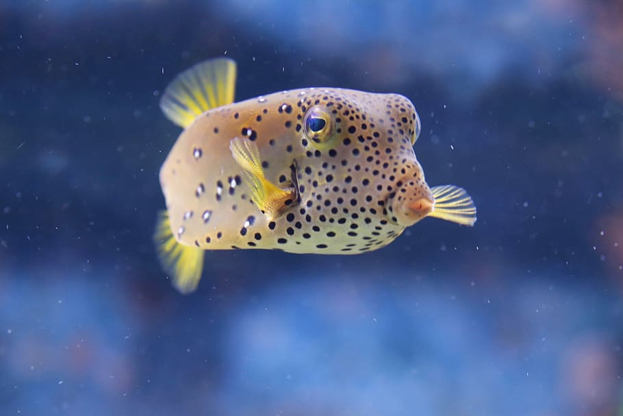 how many fish can be in a 55-gallon tank-Brackish Puffers