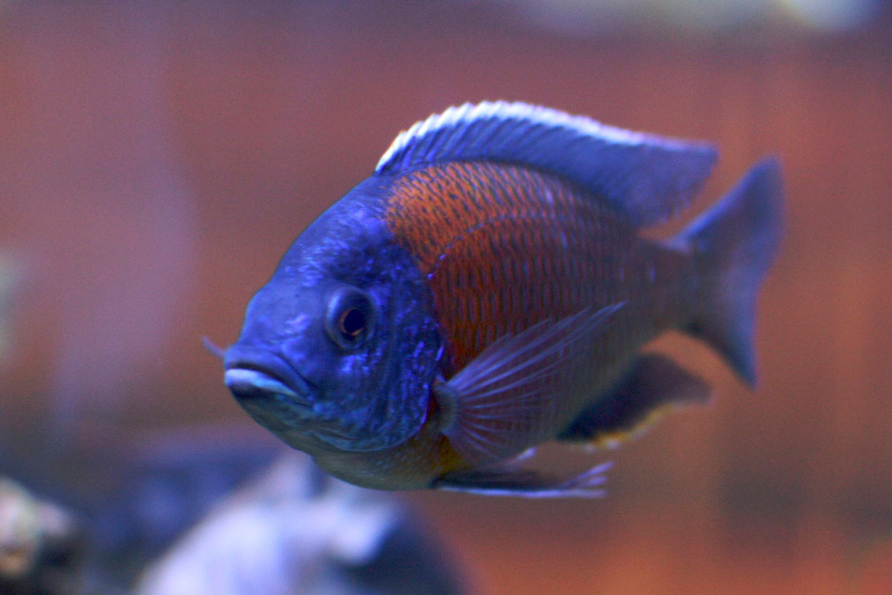 African-Cichlids-types-of-aquarium-fish