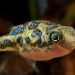 Best Fish for 5-Gallon Tanks 1
