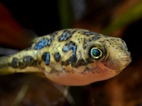 Best Fish for 5-Gallon Tanks 1