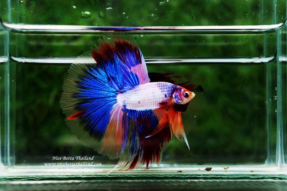 Betta fish