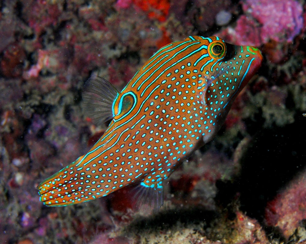 Canthigaster