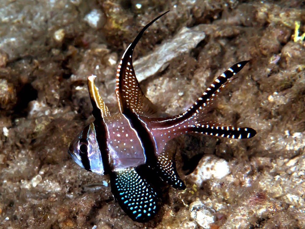 Cardinalfish-types-of-aquarium-fish