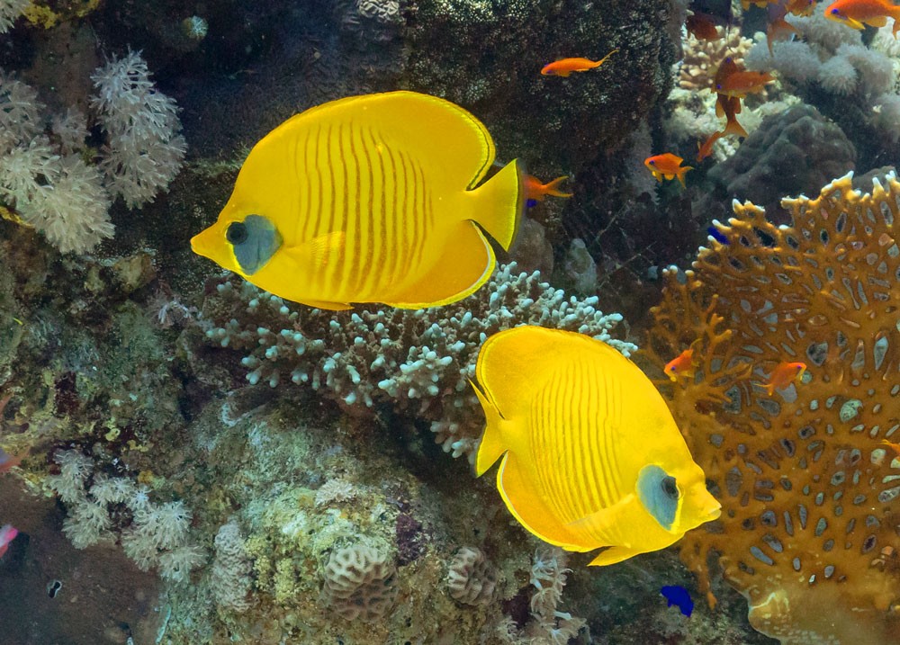 Chaetodon