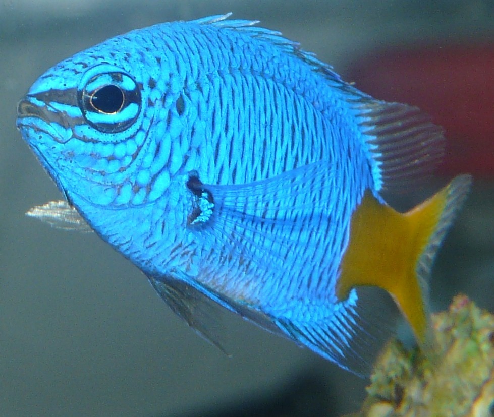 Chromis