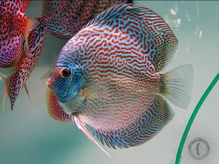 Discus-types-of-aquarium--fish