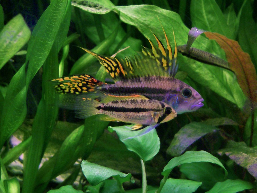 Dwarf_Cichlid-78