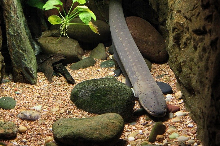 Freshwater Eels