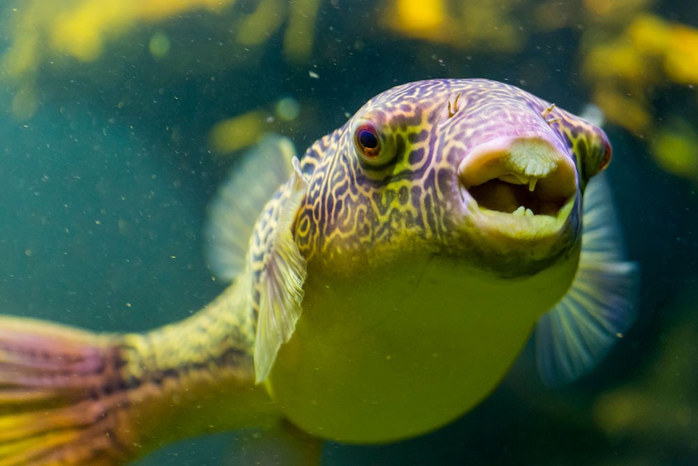 Freshwater-Puffers