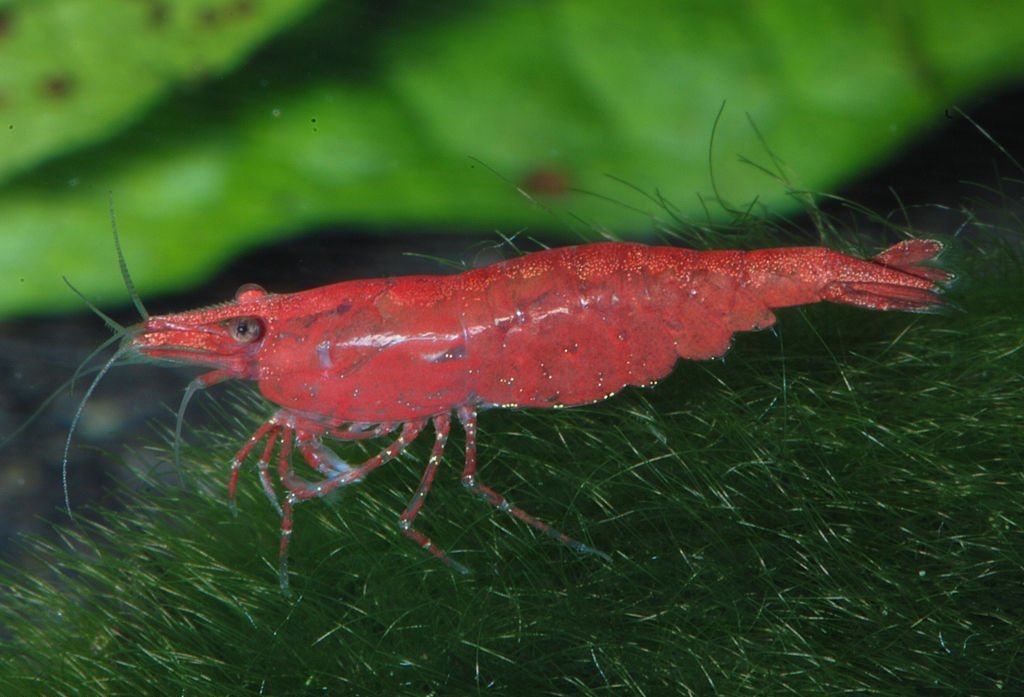 Freshwater Shrimp