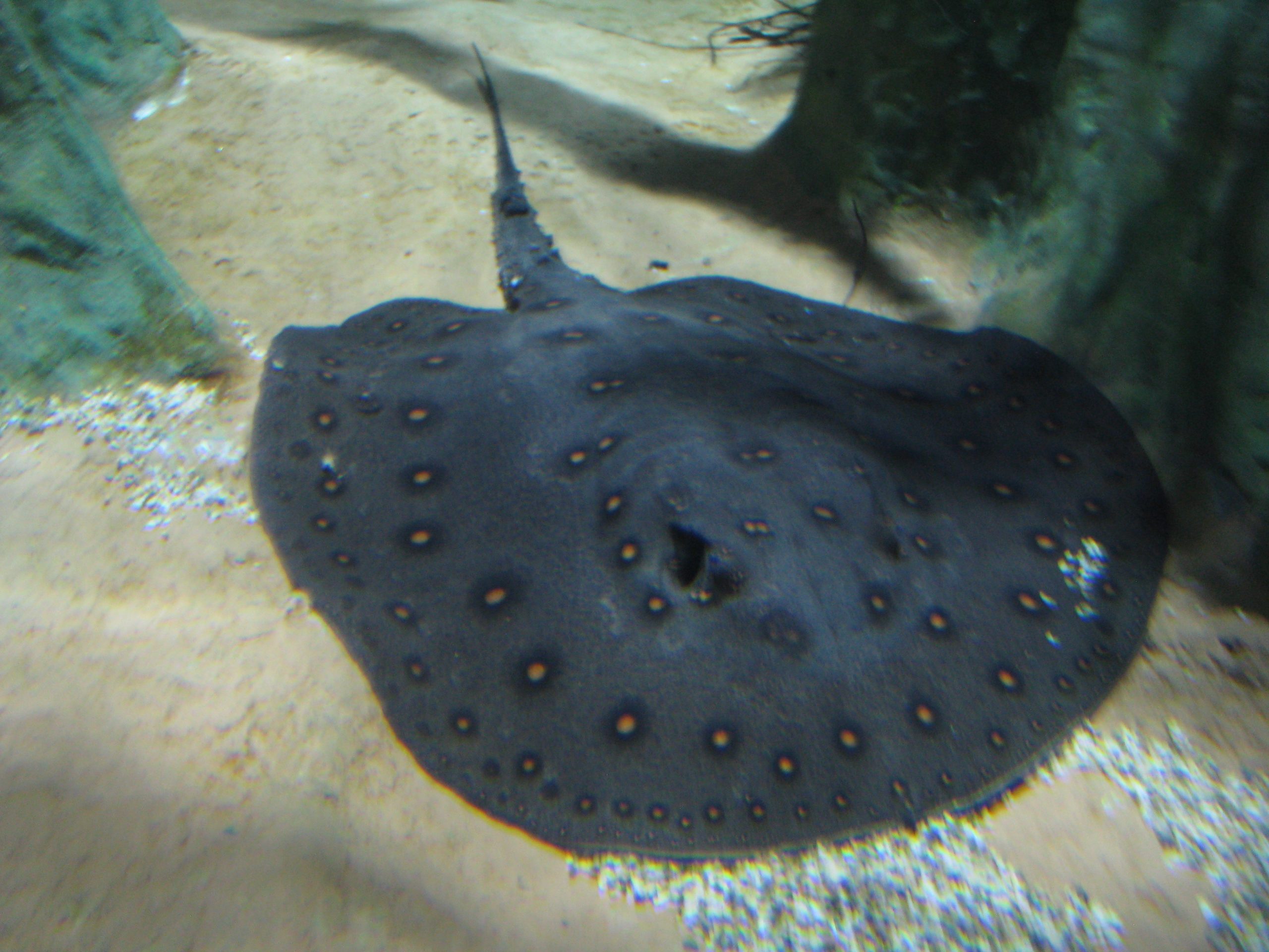 Freshwater Stingrays types of fish