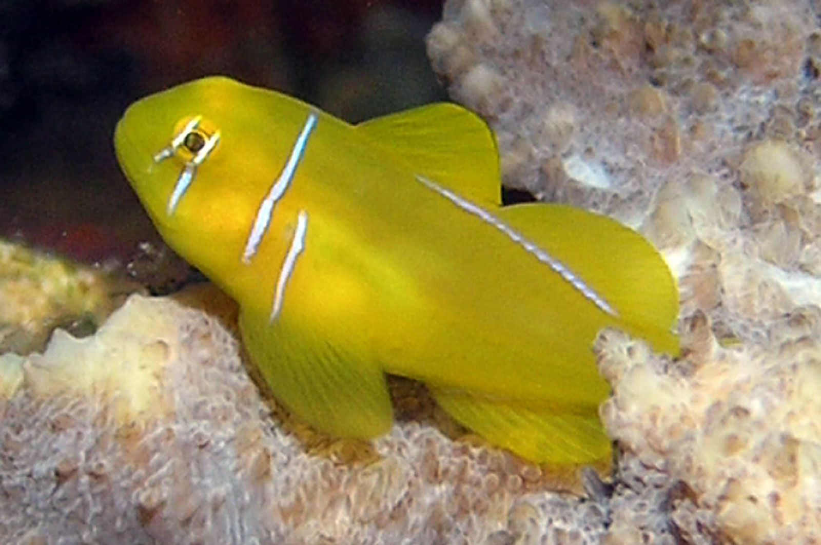 Gobiodon-types-of-fish