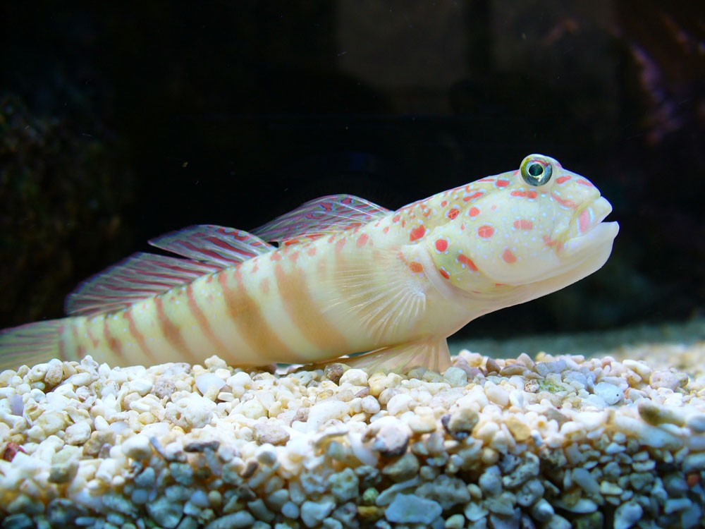 Gobius