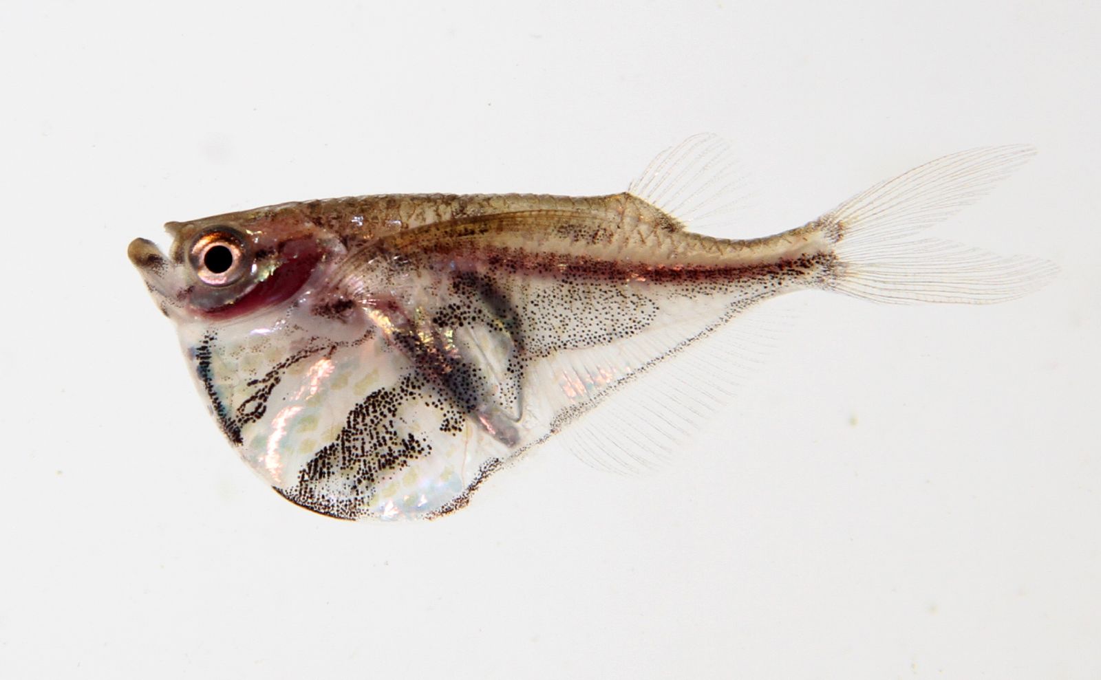 Hatchetfish