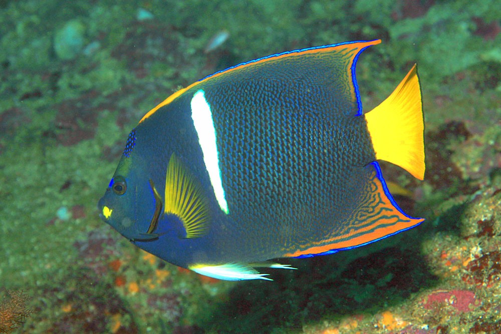Holacanthus-types-of-aquarium-fish