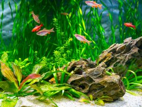 How Many Fish Can Be In a 40 Gallon Tank 1