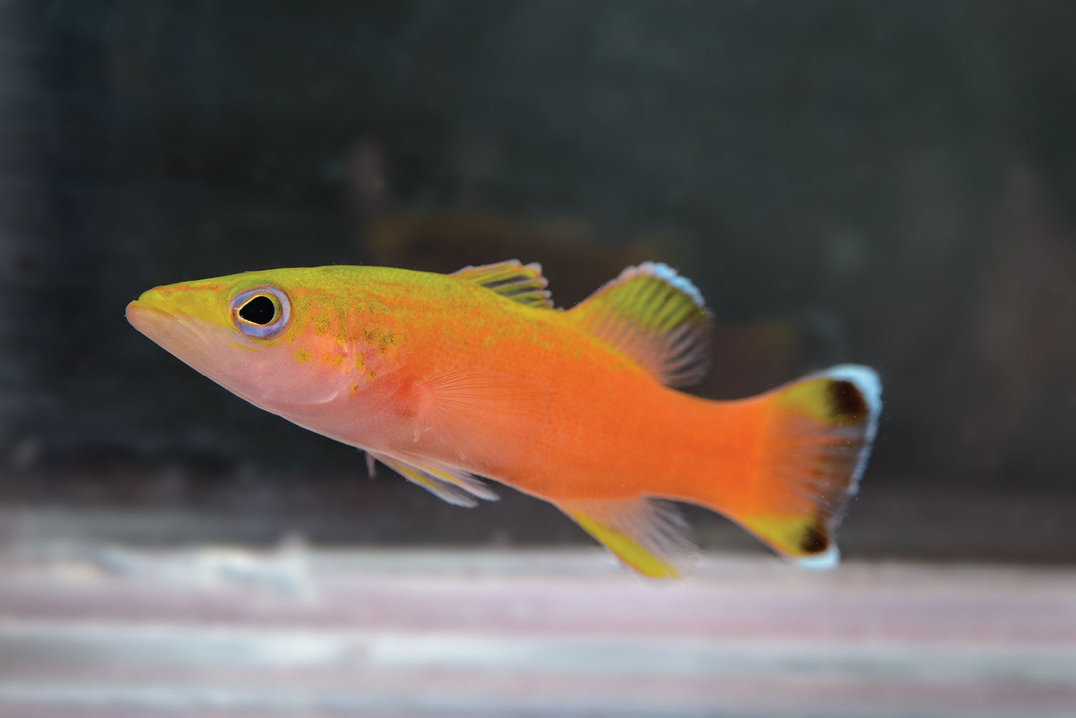 Liopropoma-types-of-aquarium-fish