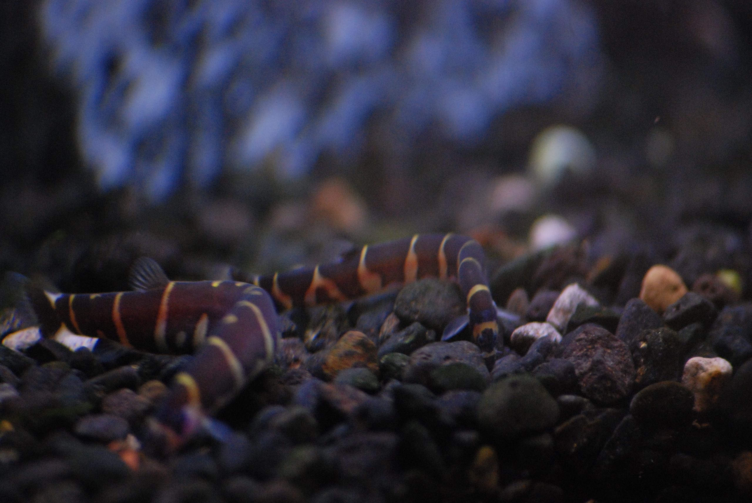 Loaches