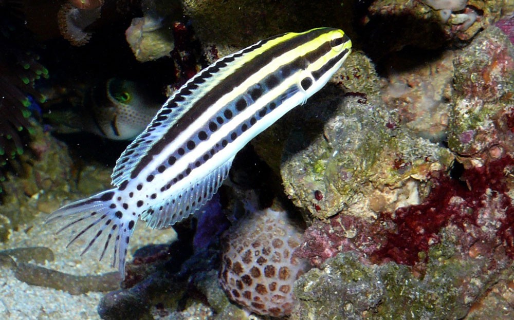 Meiacanthus
