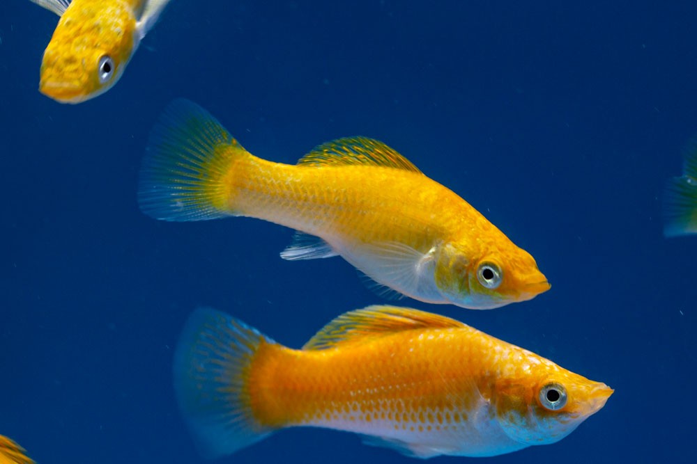 Molly-types-of-aquarium-fish