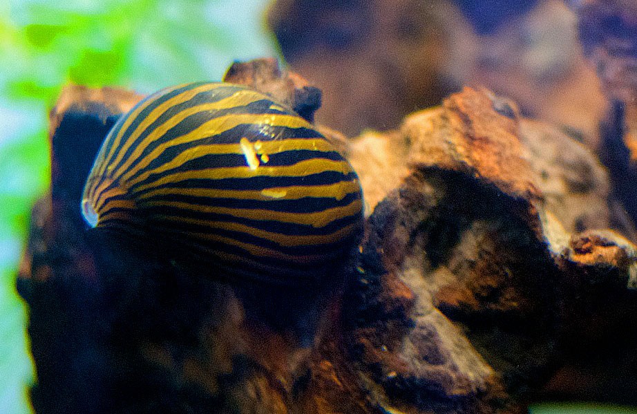 Nerite-Snails