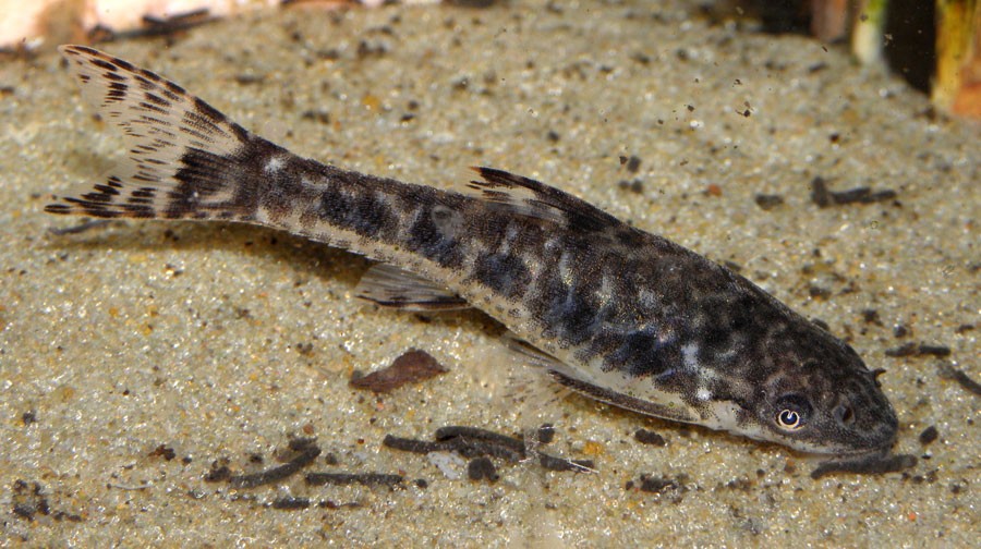 Otocinclus-Catfish