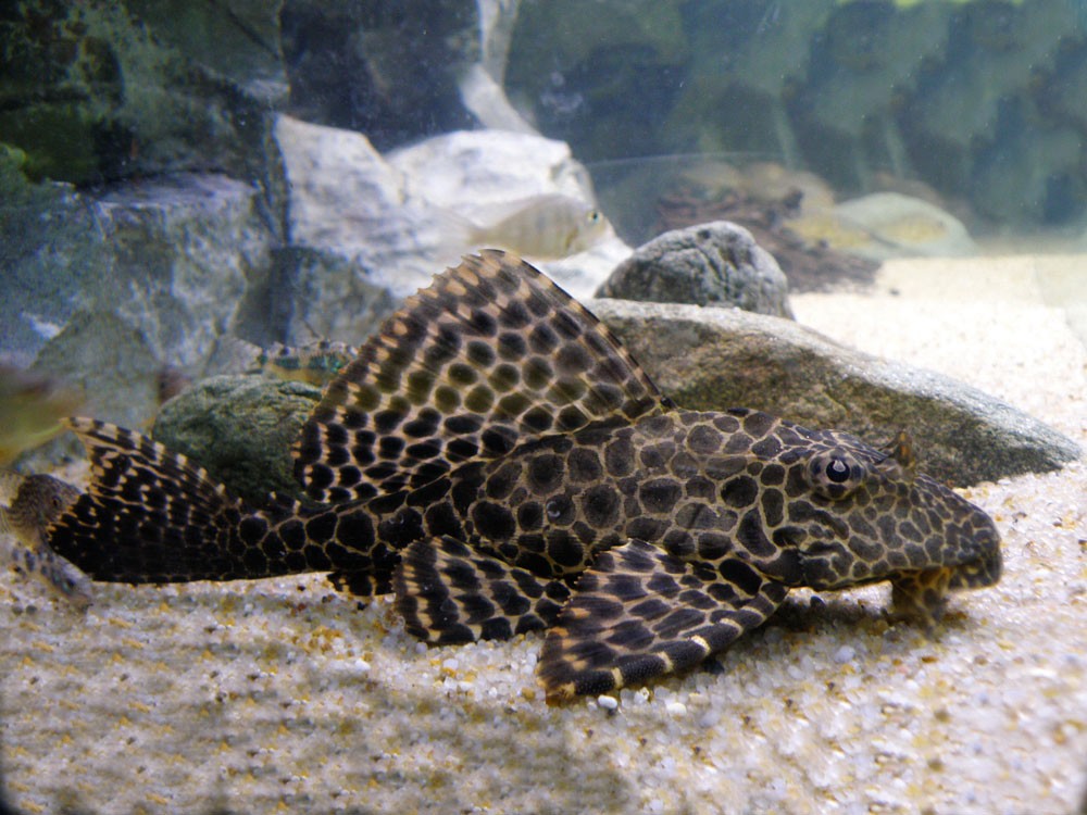 Pterygoplichthys