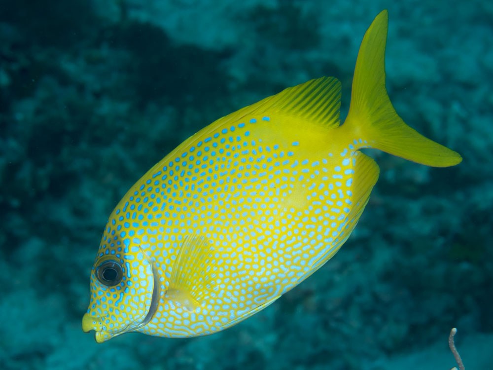 Rabbitfish-types-of-aquarium-fish