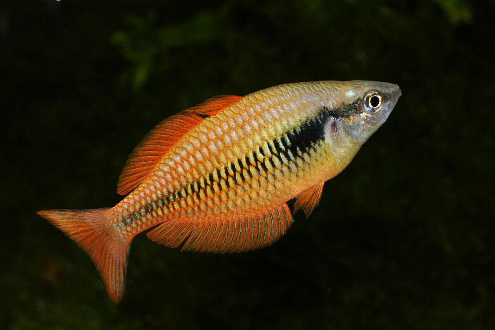 Rainbowfish