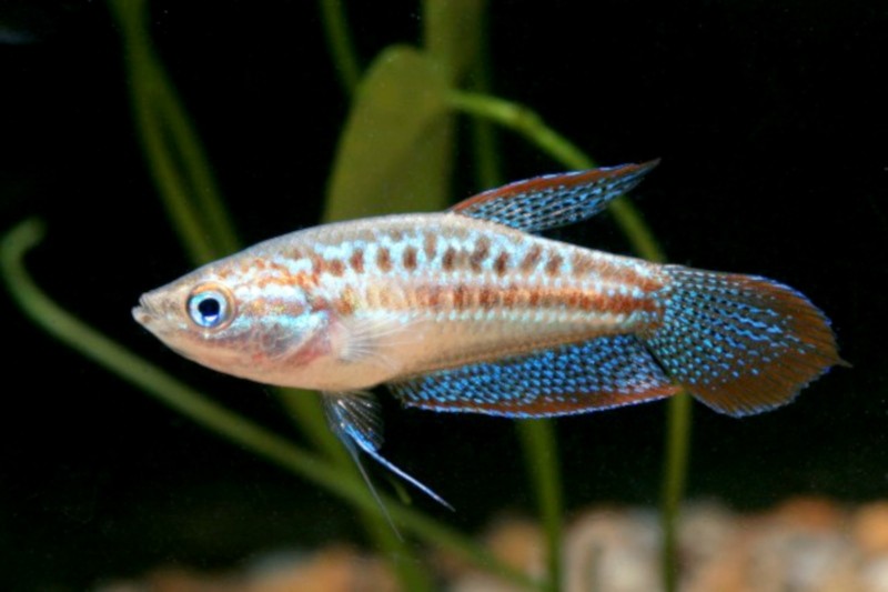 Sparkling Gouramis