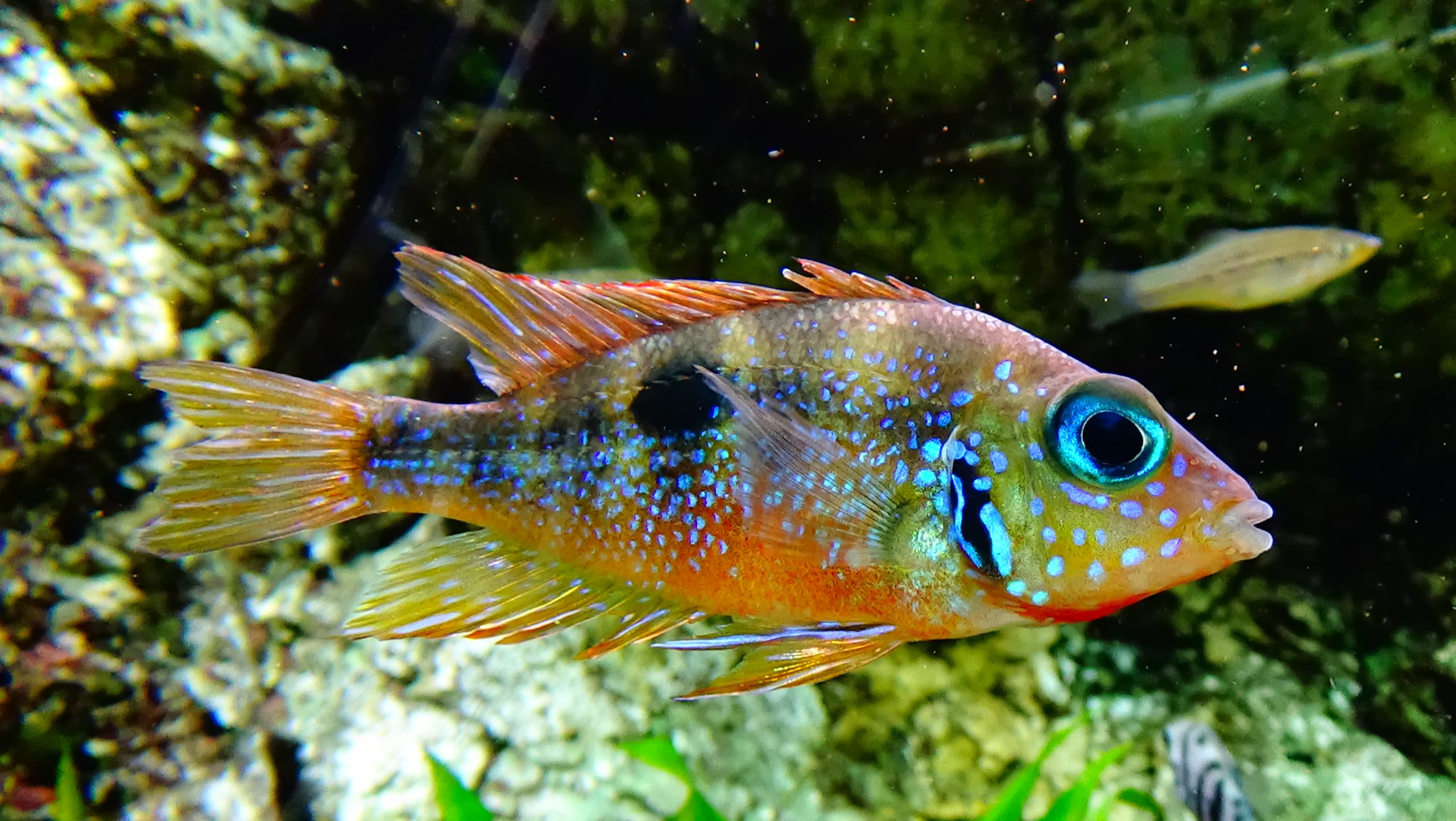 Thorichthys_aureus_-_AquaPorteDoree_03