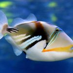 Triggerfish-types-of-aquarium-fish