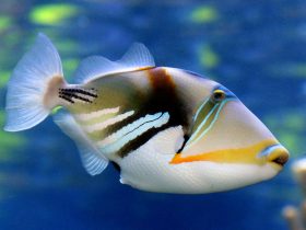 Triggerfish-types-of-aquarium-fish