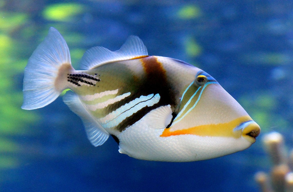 Triggerfish-types-of-aquarium-fish
