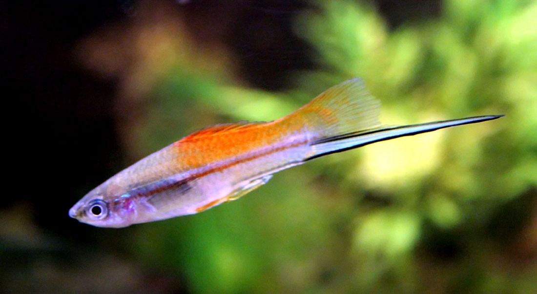 Xiphophorus_helleri_Annanasschwerttaeger_Maennchen