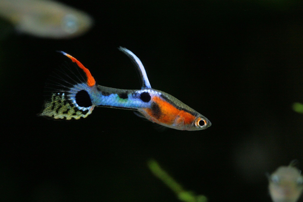 endler's livebearers