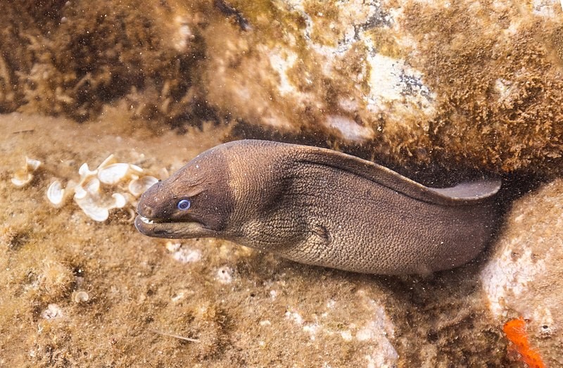 Eels - Gymnothorax