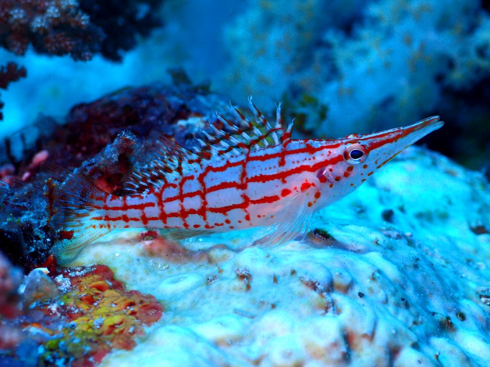 Hawkfish - types of fish