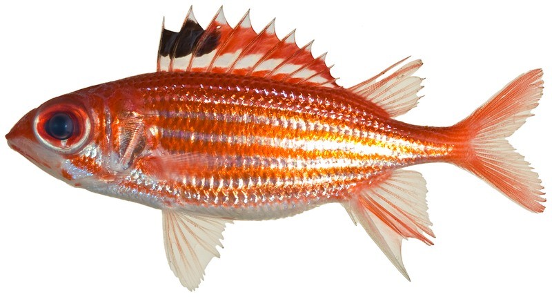 Squirrelfish - types of fish